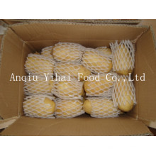 Supply Holland Potato High Quality